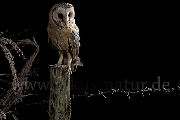 Schleiereule (Tyto alba)