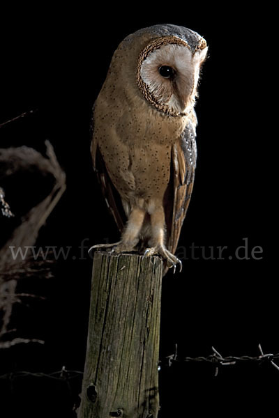 Schleiereule (Tyto alba)