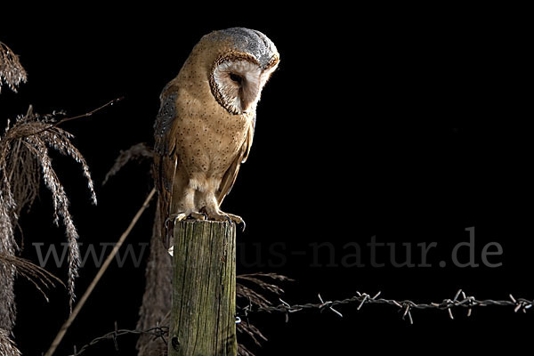 Schleiereule (Tyto alba)