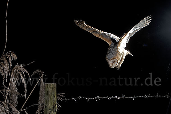 Schleiereule (Tyto alba)