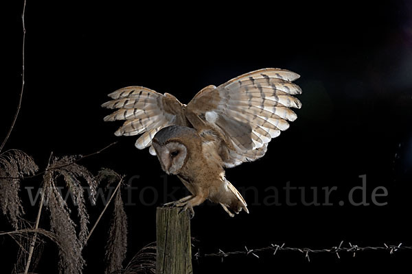 Schleiereule (Tyto alba)