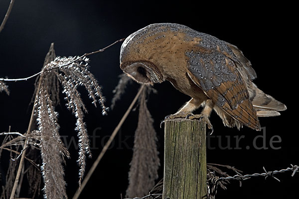 Schleiereule (Tyto alba)