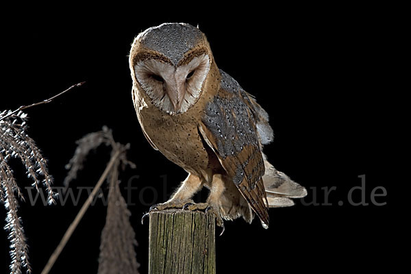 Schleiereule (Tyto alba)