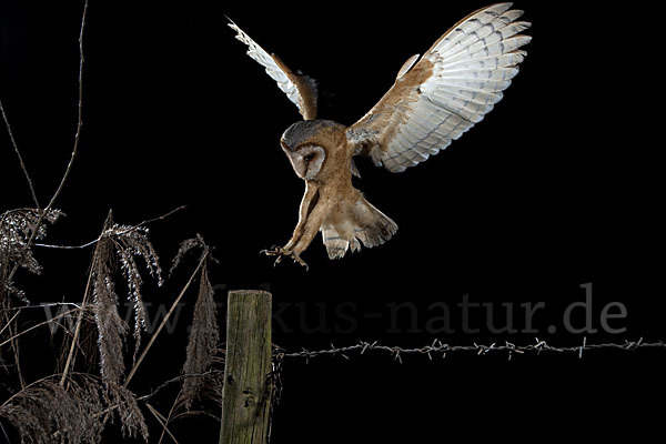 Schleiereule (Tyto alba)