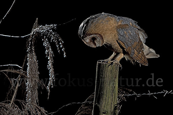 Schleiereule (Tyto alba)