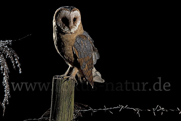 Schleiereule (Tyto alba)