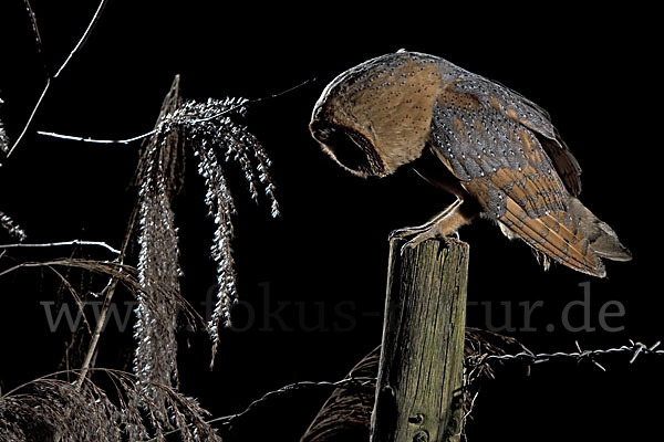 Schleiereule (Tyto alba)