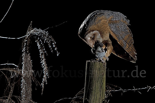 Schleiereule (Tyto alba)