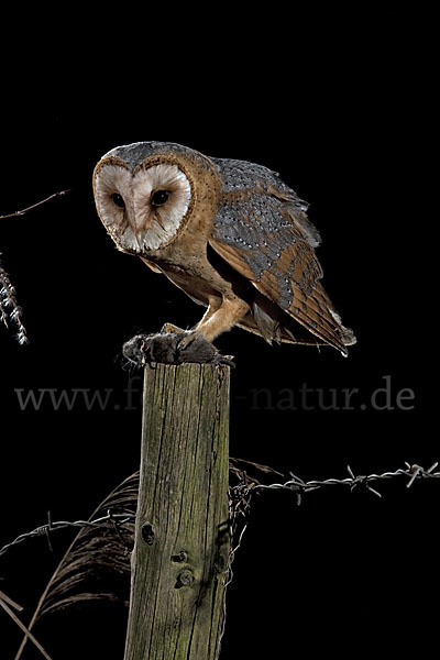 Schleiereule (Tyto alba)