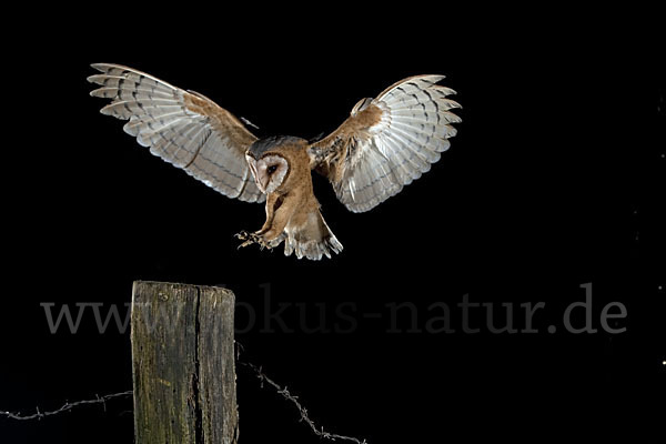 Schleiereule (Tyto alba)