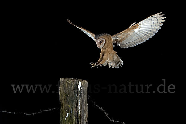 Schleiereule (Tyto alba)