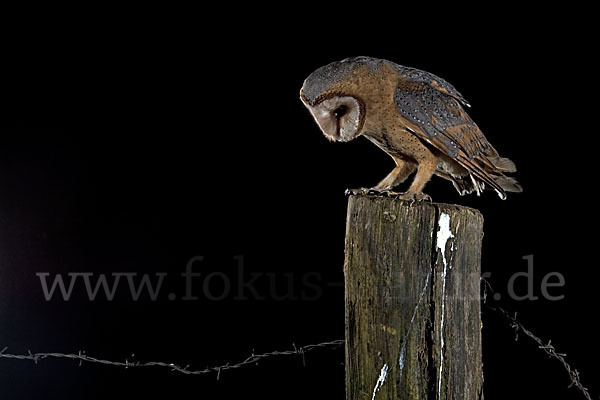 Schleiereule (Tyto alba)