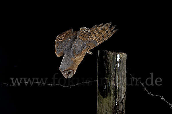 Schleiereule (Tyto alba)