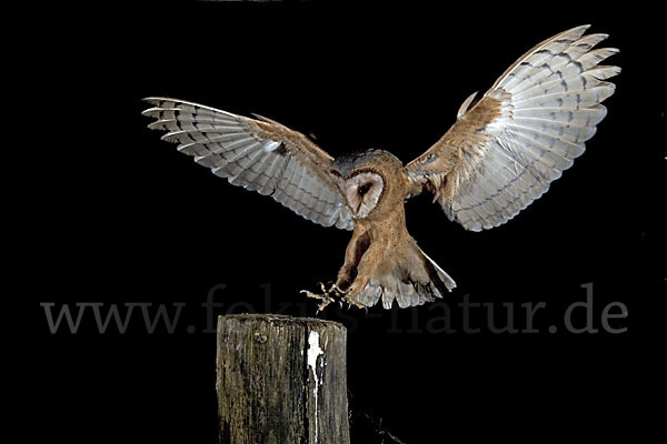 Schleiereule (Tyto alba)