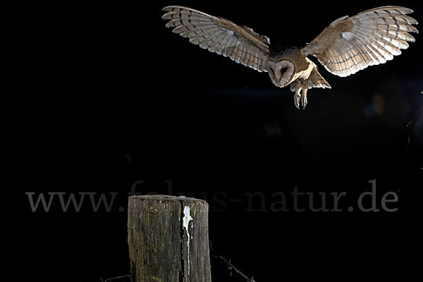 Schleiereule (Tyto alba)