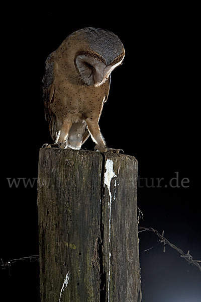 Schleiereule (Tyto alba)