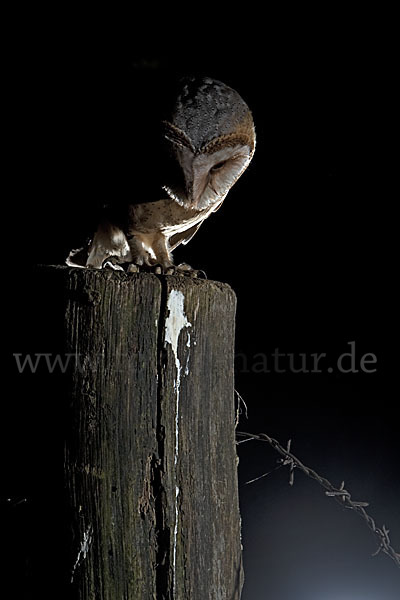 Schleiereule (Tyto alba)