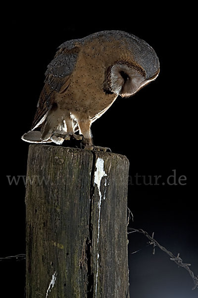 Schleiereule (Tyto alba)