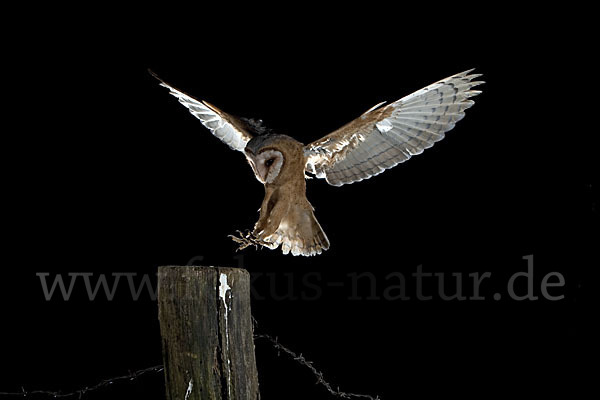 Schleiereule (Tyto alba)