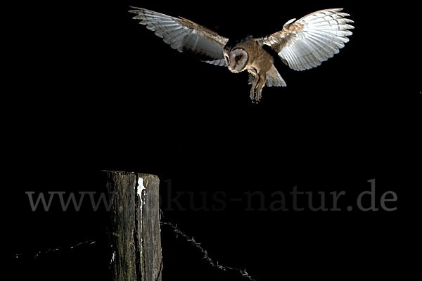 Schleiereule (Tyto alba)