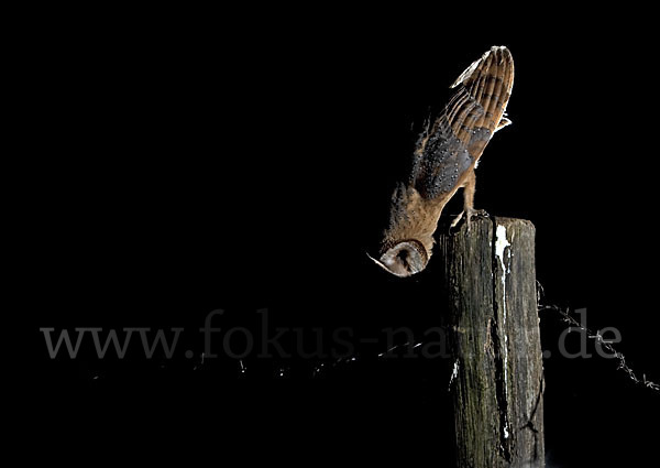 Schleiereule (Tyto alba)