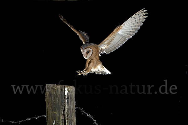 Schleiereule (Tyto alba)