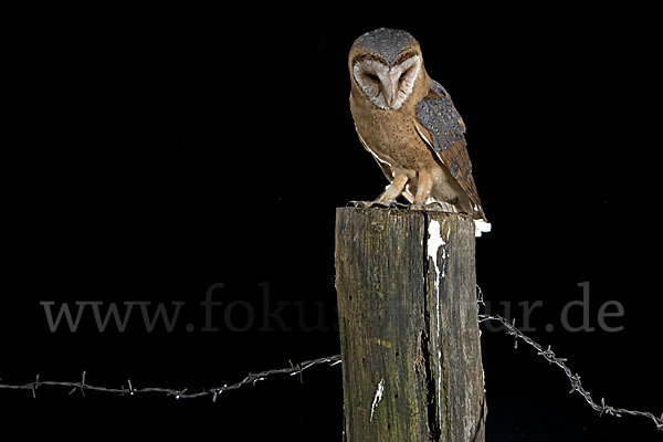 Schleiereule (Tyto alba)