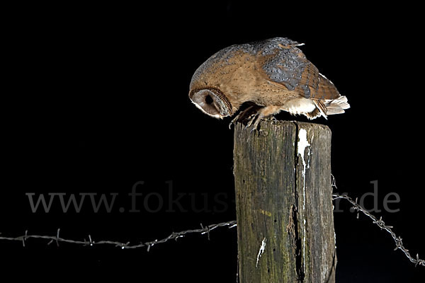 Schleiereule (Tyto alba)