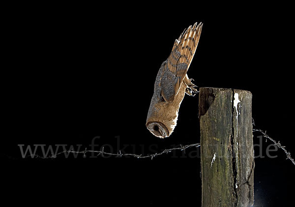 Schleiereule (Tyto alba)