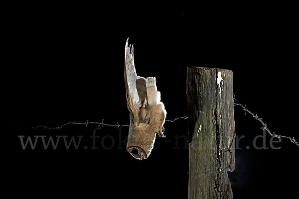 Schleiereule (Tyto alba)