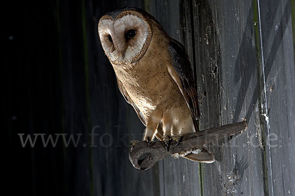 Schleiereule (Tyto alba)