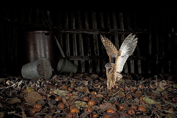 Schleiereule (Tyto alba)