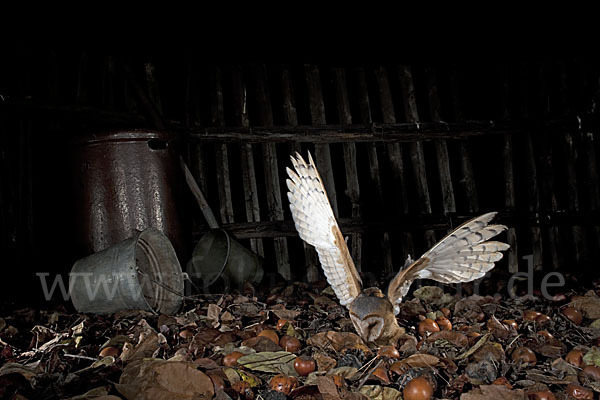 Schleiereule (Tyto alba)