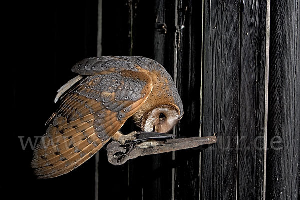 Schleiereule (Tyto alba)