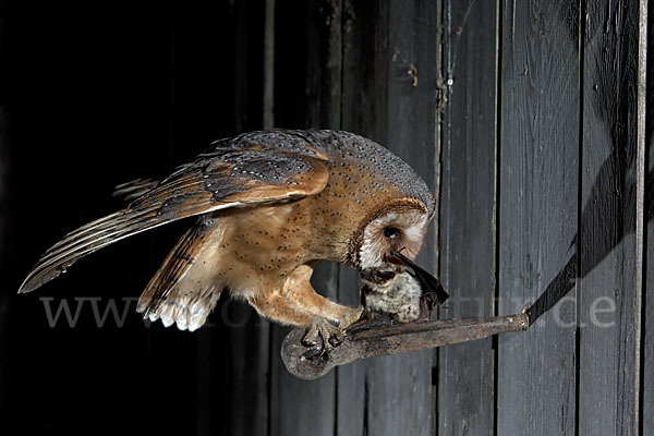 Schleiereule (Tyto alba)