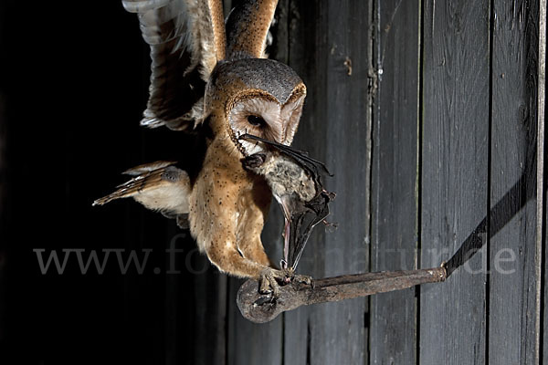 Schleiereule (Tyto alba)