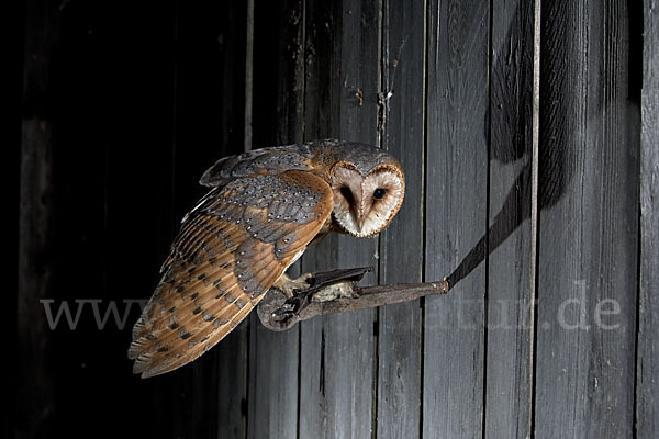 Schleiereule (Tyto alba)