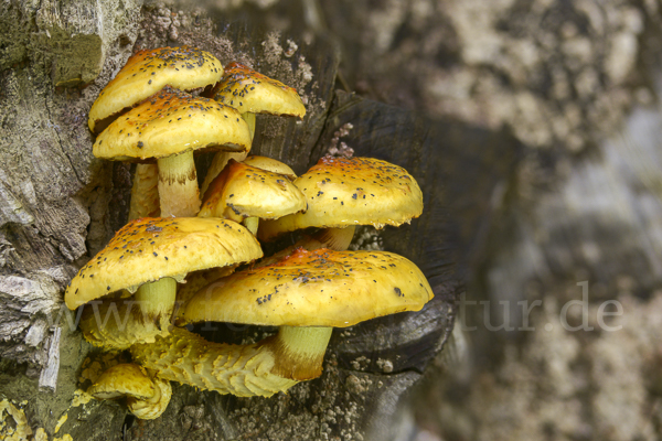 Schleimiger Schüppling (Pholiota adiposa)