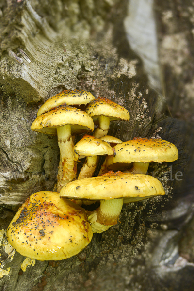 Schleimiger Schüppling (Pholiota adiposa)