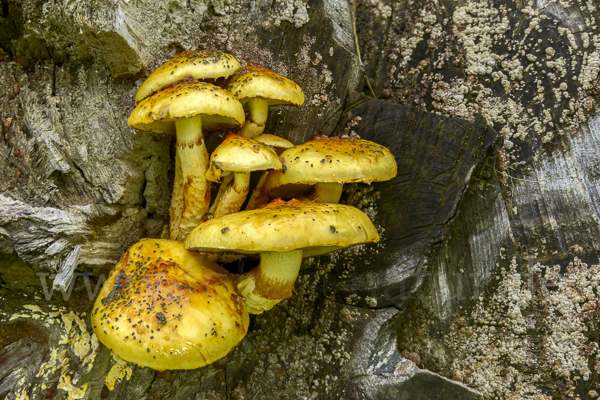 Schleimiger Schüppling (Pholiota adiposa)