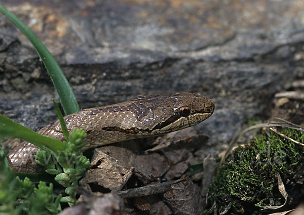 Schlingnatter (Coronella austriaca)