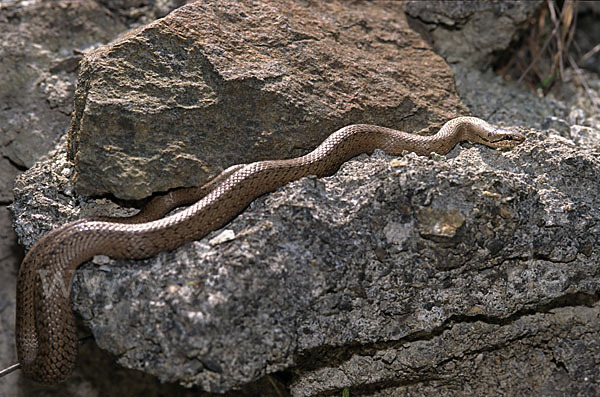 Schlingnatter (Coronella austriaca)