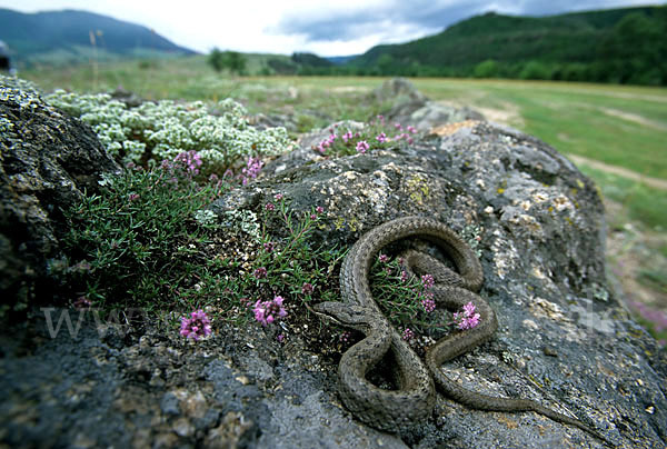 Schlingnatter (Coronella austriaca)