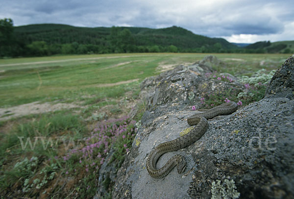 Schlingnatter (Coronella austriaca)