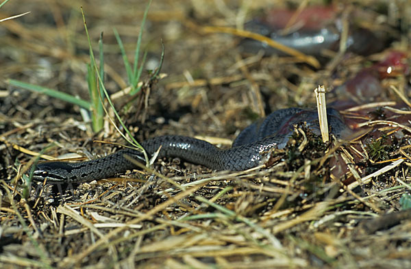 Schlingnatter (Coronella austriaca)