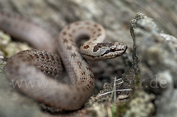 Schlingnatter (Coronella austriaca)