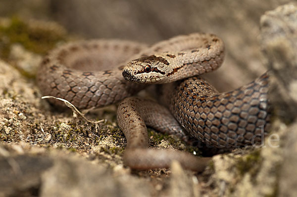 Schlingnatter (Coronella austriaca)