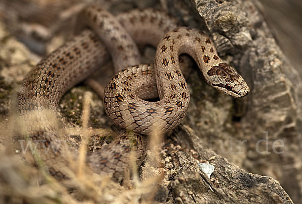 Schlingnatter (Coronella austriaca)