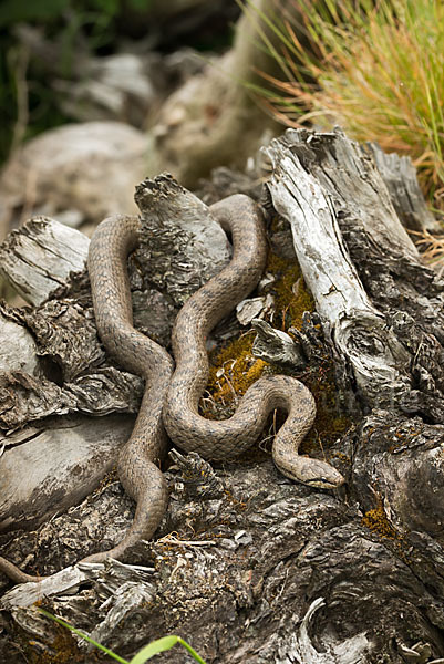 Schlingnatter (Coronella austriaca)