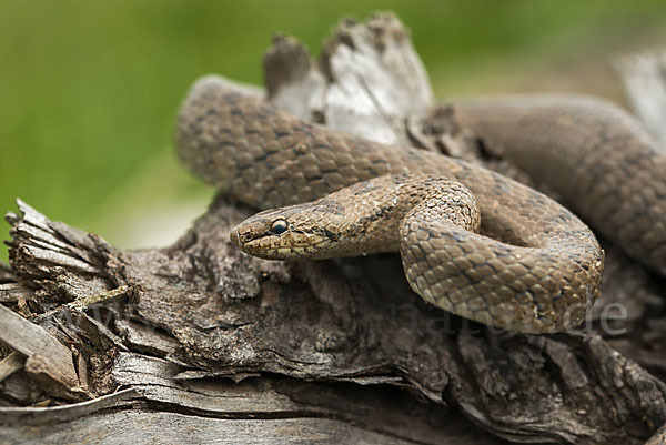 Schlingnatter (Coronella austriaca)